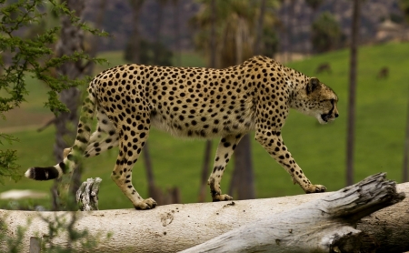 Gepard