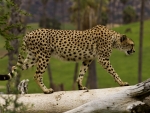 Gepard