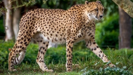 Gepard