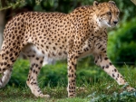 Gepard