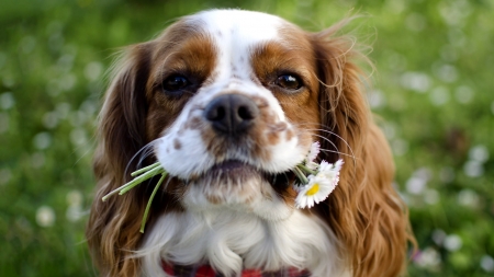 Pies Spaniel - Pies, Mordka, Kwiatek, Spaniel