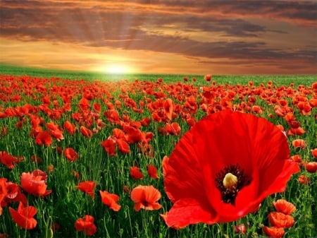 Sunset Over a Field of Poppies - nature, sky, flowers, sunset, field, poppies