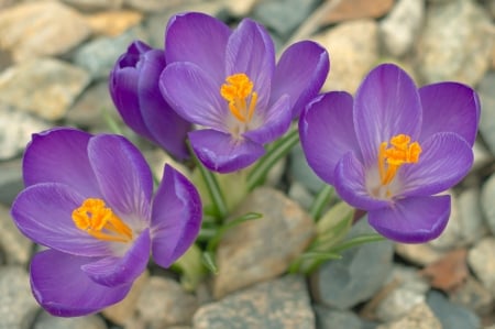 Crocuses - flower, purple, pink, spring, yellow, stone, crocus