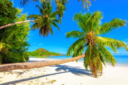 Mahe island-Seychelles - breeze, palms, summer, vacation, beach, beautiful, sea, island, ocean, rest, Seychelles, exotic, paradise, sands, sky