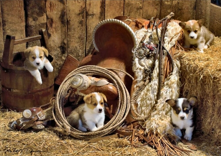 Gorgi Boys - Dogs F - pets, beautiful, photography, canine, photo, wide screen, saddle, animal, dogs, rope, gorgis