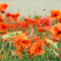 Orange Poppies in Summer