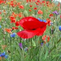 Gorgeous Meadow of Summer Flowers