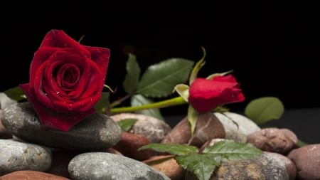 On the rocks - red, pebbles, rose, rocks, flowers, dark