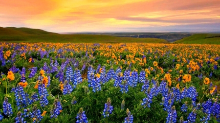 Field of Flowers - nature, sky, sunflowers, blooms, flowers, sunset, lupine