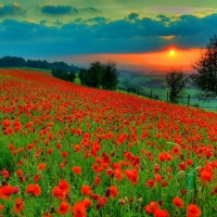 Sunset Over the Poppies Field