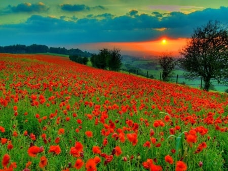 Sunset Over the Poppies Field - nature, sky, flowers, sunset, field, poppies