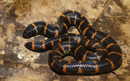 cylindrophis ruffus - cylindrophis, leaf, snake, ruffus