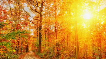 â™¥ - nature, autumn, golden, trees