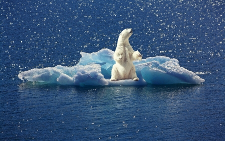 Polar bear - ice, urs, white, animal, water, glotter, blue, polar bear