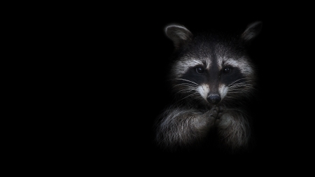 Raccoon - black, white, animal, raton, cute, raccoon, paws