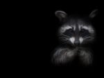 Raccoon