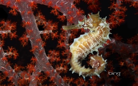 Seahorse - coral, animal, yellow, summer, underwater, red, seahorse