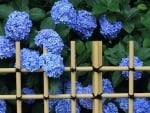 Hydrangea