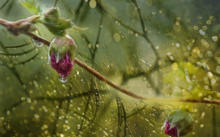 After the rain - flower, rose, rain, pink, water drops, dashakern, green