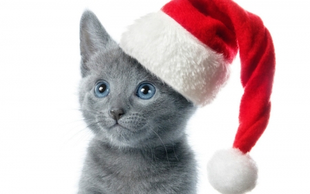 Merry Christmas! - craciun, hat, christmas, kitten, white, santa, grey, red, card, cute