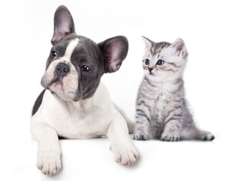 Puppy and kitten - dog, black, pisica, white, animal, kitten, paw, cute, caine, puppy, couple