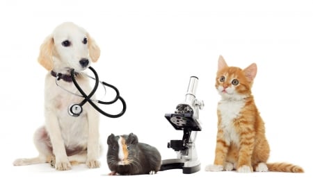 :) - doctor, dog, guinea pig, cat, pet, pisica, animal, kitten, caine, puppy