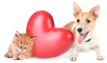 Happy Valentine's Day! - heart, dog, cat, pisica, sleep, kitten, paw, red, cute, caine, puppy, card, couple, tongue