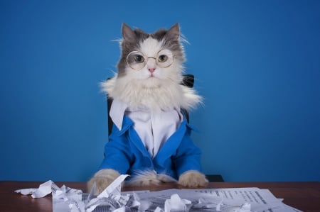 Yes! Can I help you? - white, official, glasses, cat, blue, animal, funny, pisica