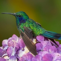 Humming-bird