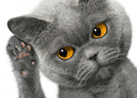 What?!! - yellow eyes, grey, animal, pisica, paw, funny, face, cat