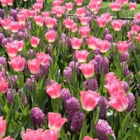 Pink Tulips & Purple Hyacinths