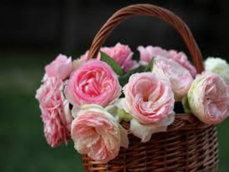 Pink Roses - flowers, bouquet, basket, roses