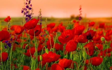 Red Poppies Field - nature, sky, red, flowers, field, poppies