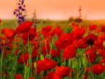 Red Poppies Field