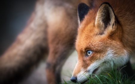 Fox - vulpe, animal, fox, red, eye, orange