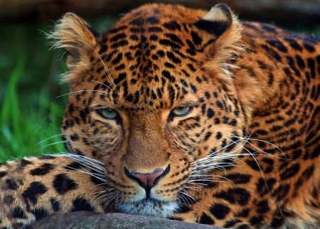 Leopard - leopard, animal, pisica, paw, jaguar, wild, cat