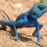 small blue lizard