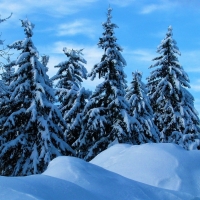 Snowy Winter Trees in the Forest