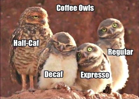 Coffee Owls