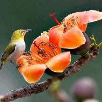 Flower bird