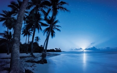 Sunset - black, sunset, blue, beach, sea, silhouette, tree, palm