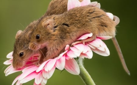 Mice - couple, summer, daisy, rodent, gerbera, pink, green, animal, mouse, cute, flower