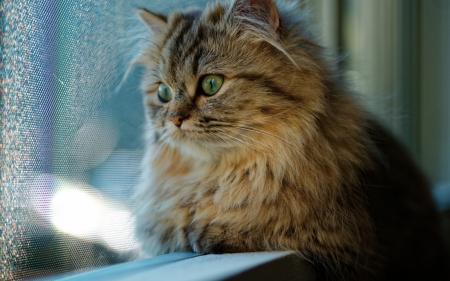 Cat - window, cat, rain, animal, pisica