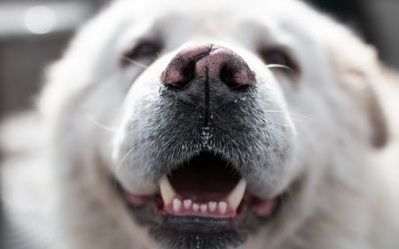 Dog - white, caine, fang, dog, close-up, mood, animal, smile, happy