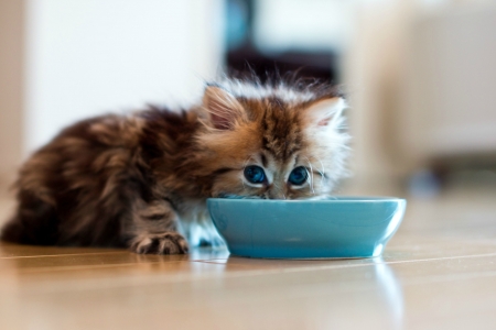 Kitten - ben torode, cat, blue, bowl, pisica, kitten