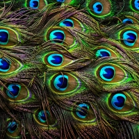 peacock Feathers.