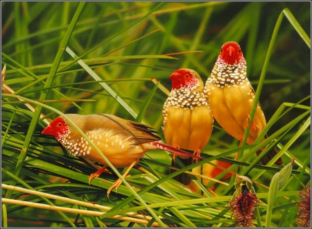 pretty birds - pretty, birds, grass, wallpaper