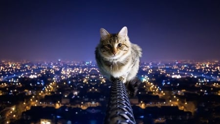 trapeze artist - artist, cat, trapeze, city, cable