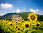 Hut on the Sunflowers field