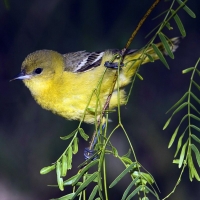 Bird on a Branch